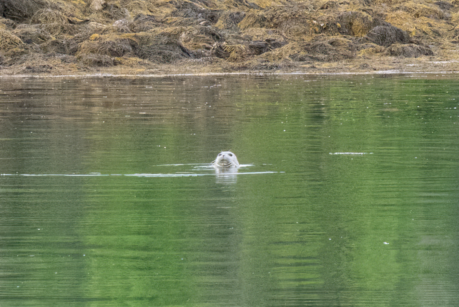 Seal Arcadia NP 2024